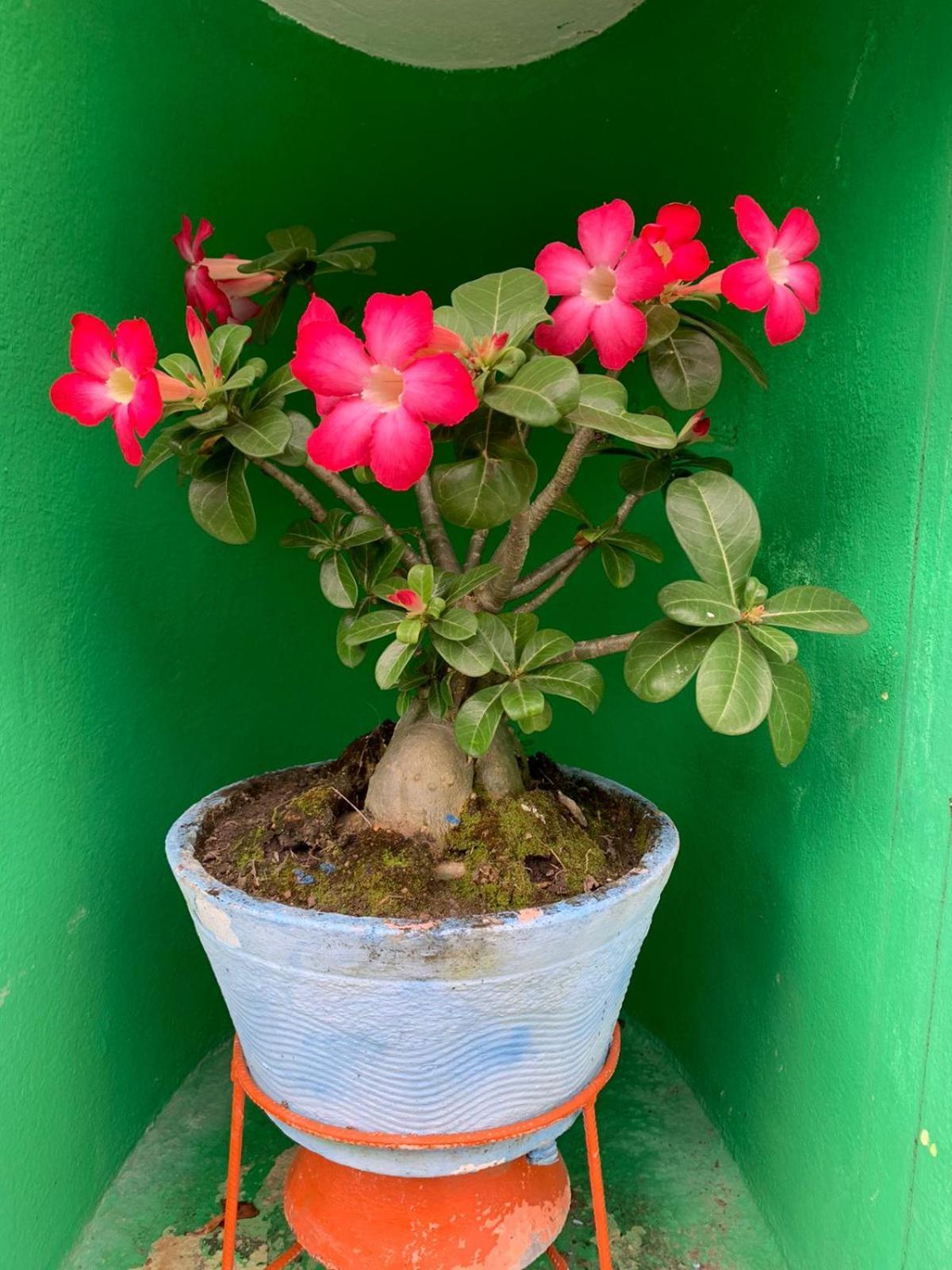Pousada Casa Porto Pôrto das Galinhas 外观 照片